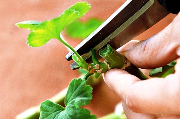 제라늄 가지치기