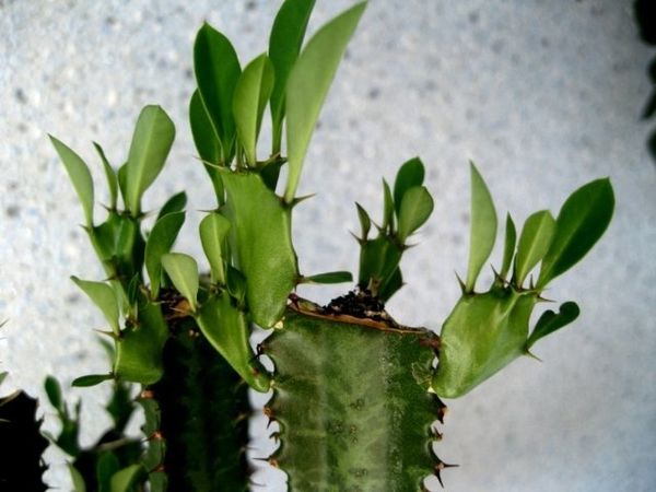 우유풀 가지치기