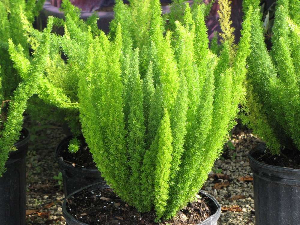 마이어의 아스파라거스