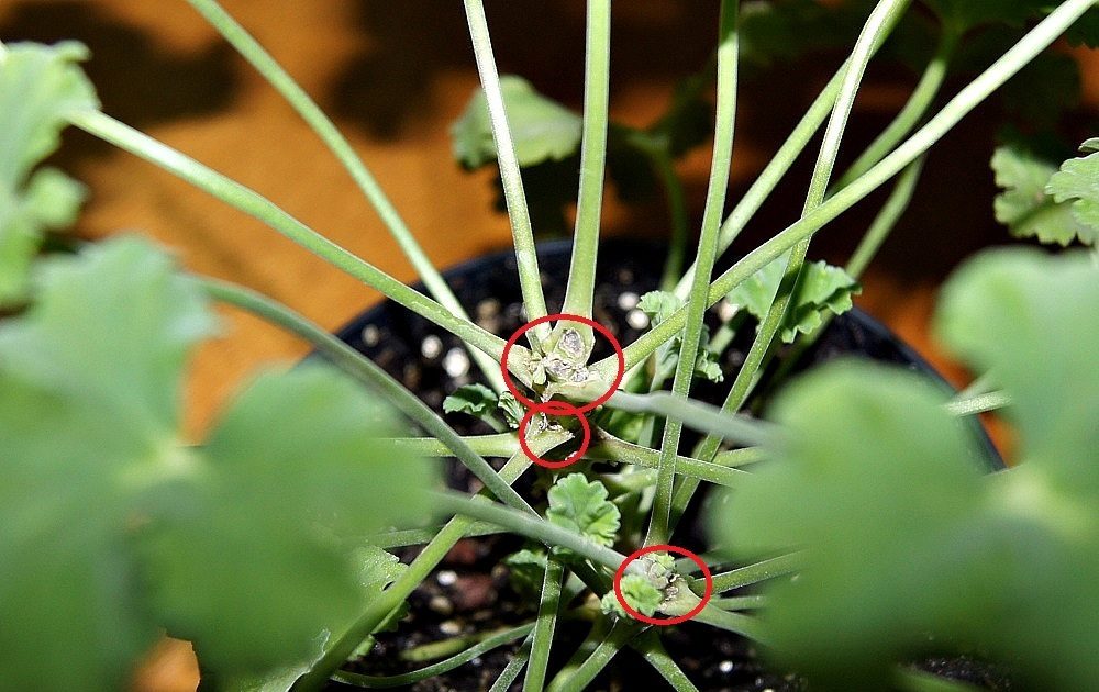 제라늄 가지치기의 특징