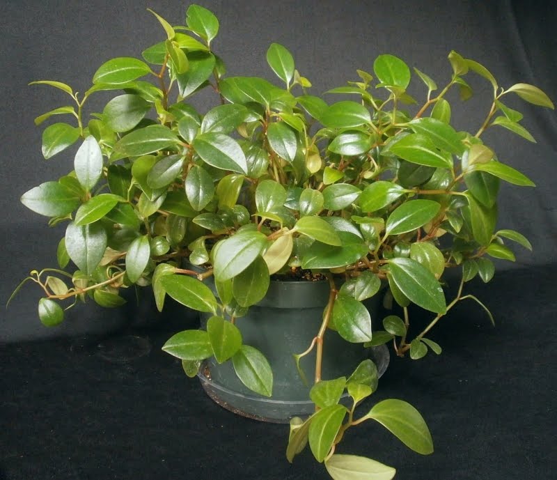 페페로미아 세팔라타