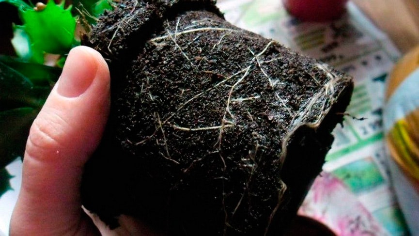 크리스마스 선인장의 뿌리 시스템