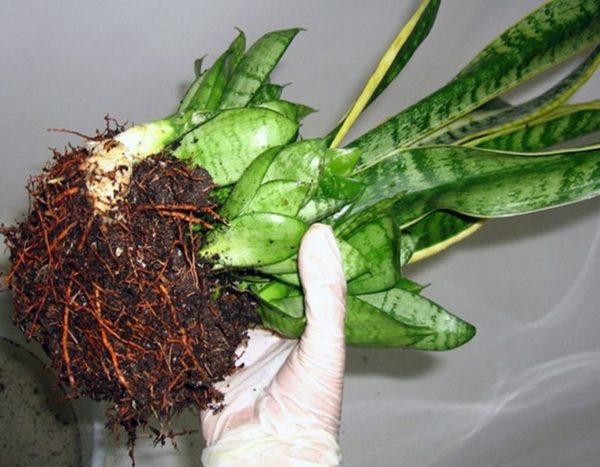 산세비에리아의 번식