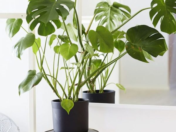 몬스테라 꽃 – 징후와 미신