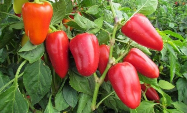 시들음병에 저항하는 고추