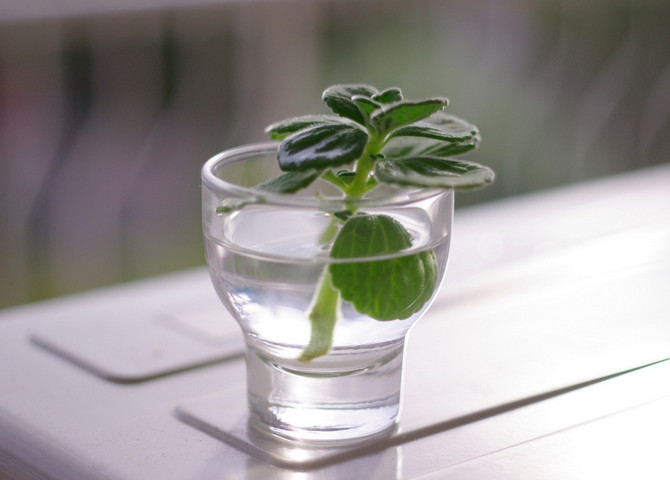 플렉트란투스의 번식