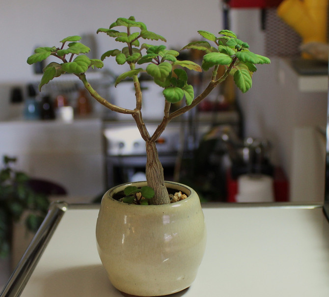 플렉트란투스 관리