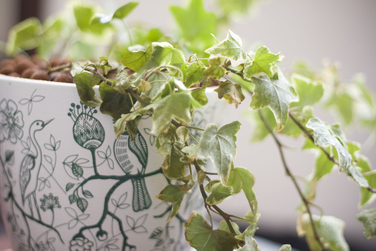 잎이 말라가는 담쟁이덩굴