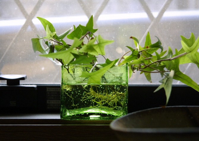 실내 담쟁이의 번식