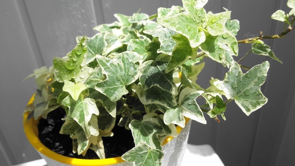 실내 담쟁이덩굴