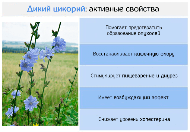 치커리의 활성 성분