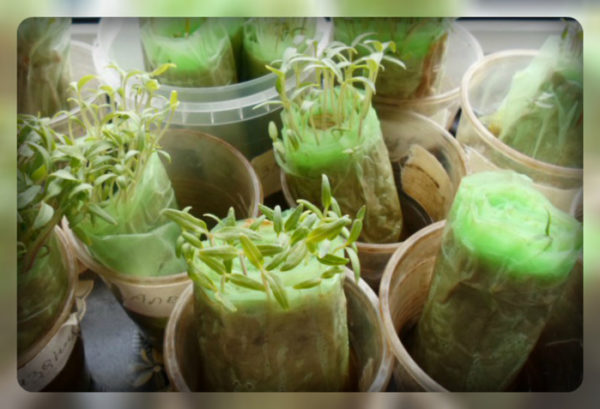 흙이 없는 묘목