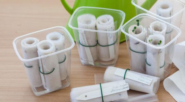 달팽이 속의 묘목