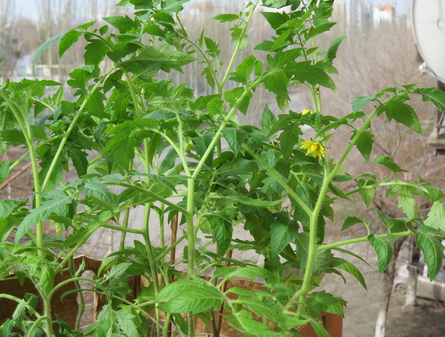 묘목이 꽃을 피웠다