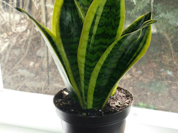 3차선 산세비에리아