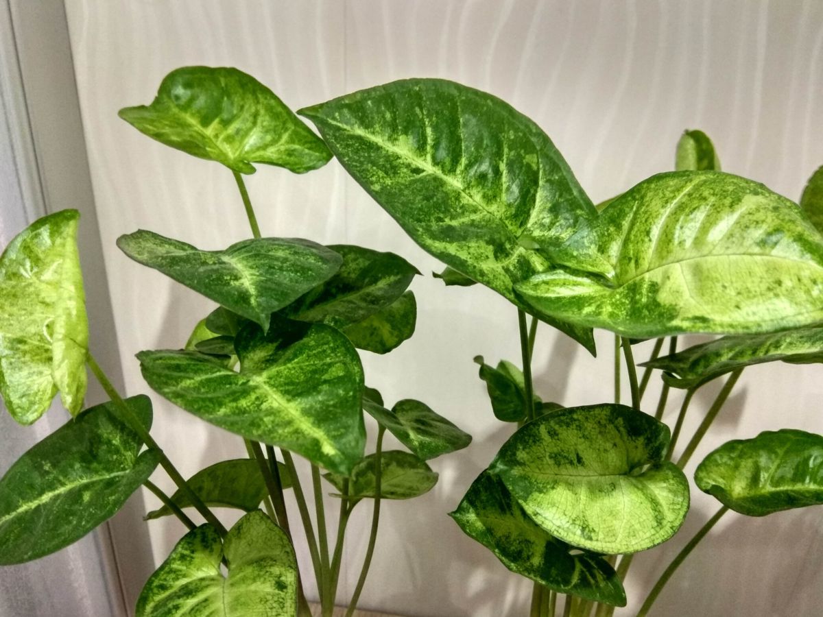 싱고니움 오리쿨라툼