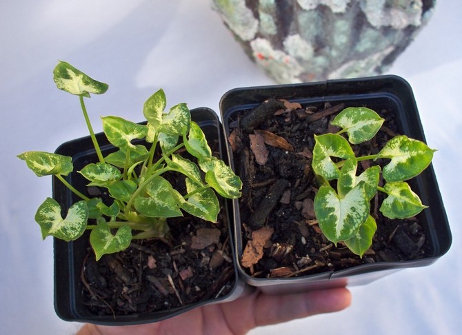 꽃에 먹이 주기