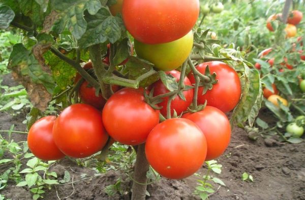 역병에 저항성이 있는 토마토 품종