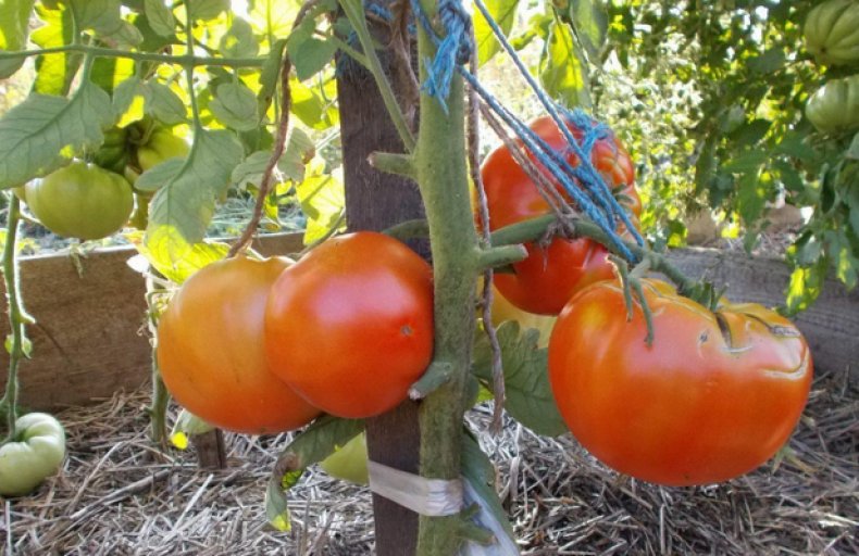 토마토의 초기 품종