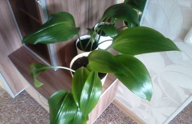 유카리스는 꽃이 피지 않는다