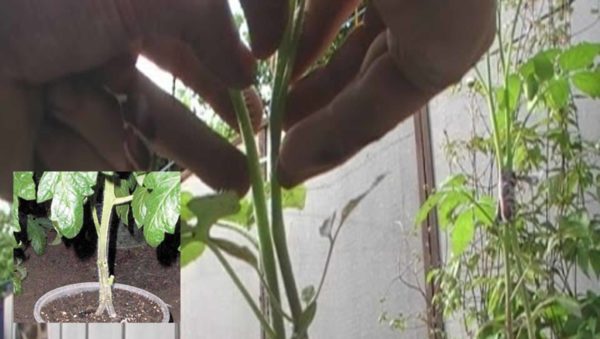 토마토 접합 방법