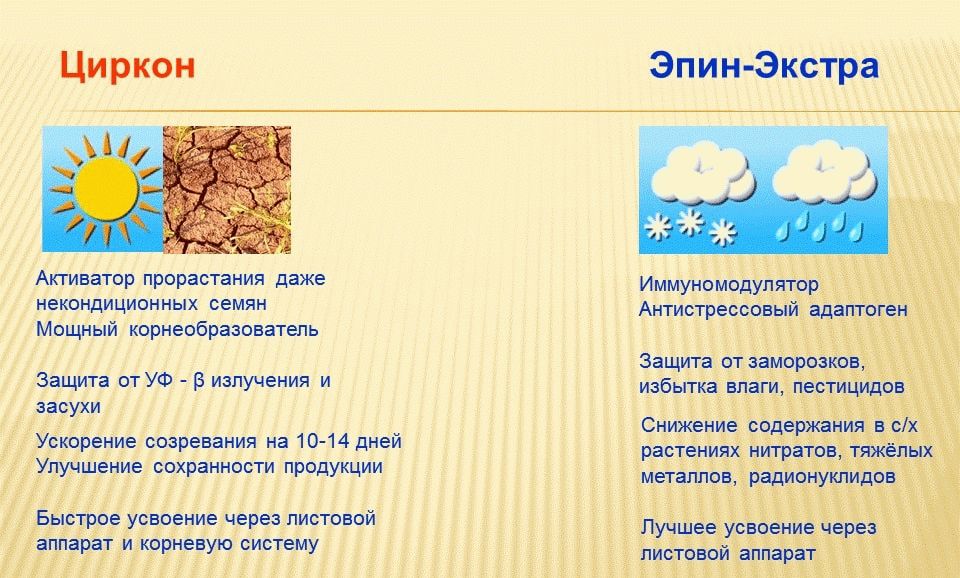 에핀엑스트라와 지르콘 비교