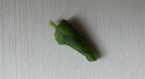 제라늄 잎으로 만든 귀를 위한 투룬다