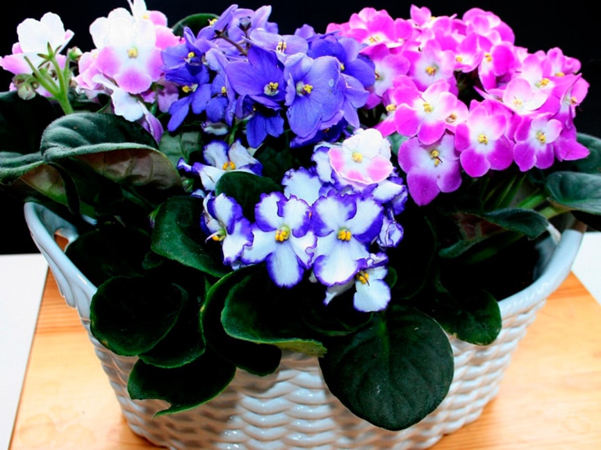 세인트폴리아 색상의 종류