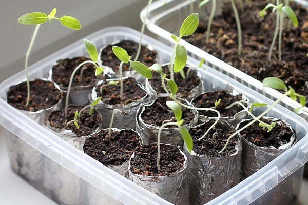 묘목이 뿌리에서 시들어가고 있어요