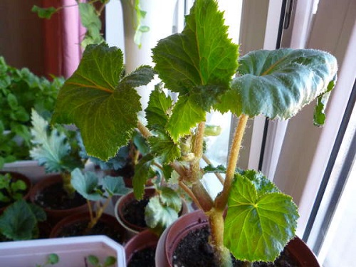 베고니아의 꽃이 피지 않음