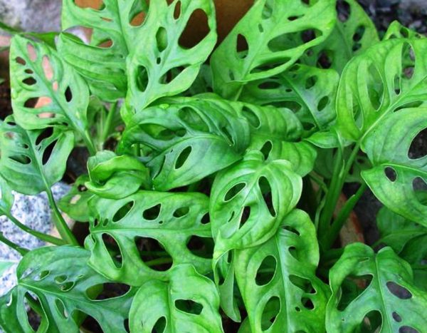 몬스테라 아단손