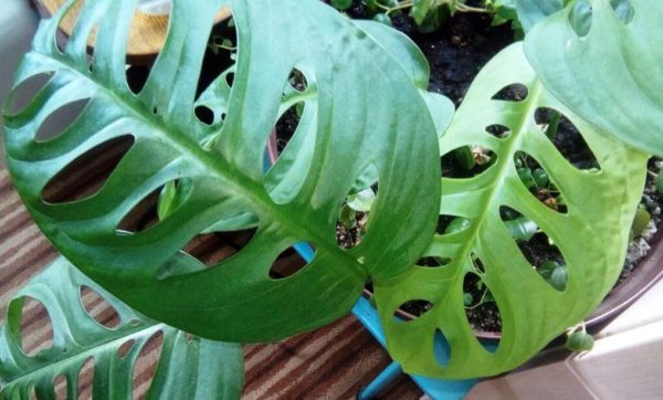 몬스테라 오블리크