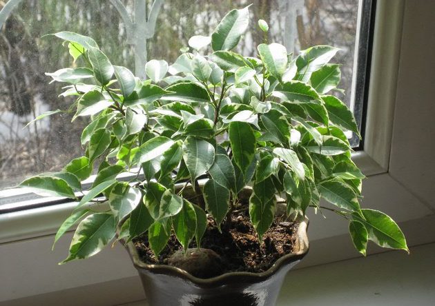 무화과나무 조명