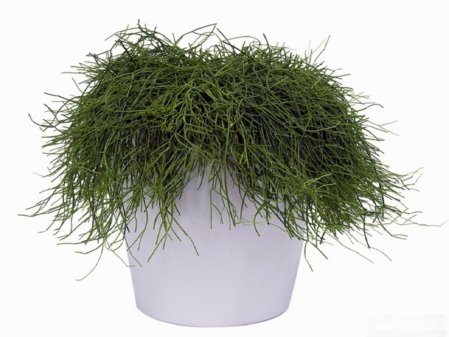 리프살리스 카필라리스