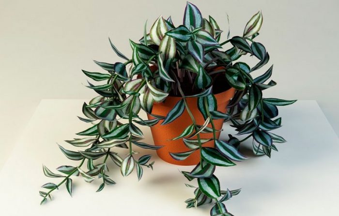 트레이드스칸티아