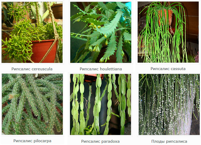 리프살리스의 종류