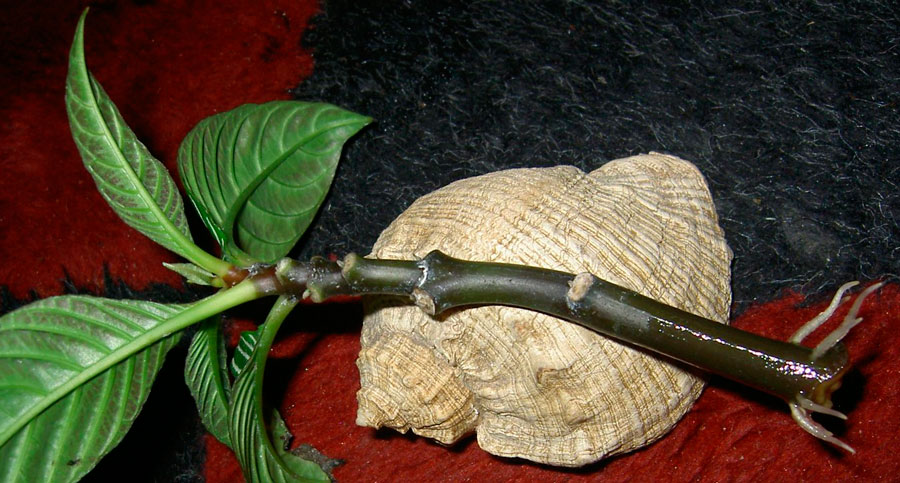 절단에 의한 번식