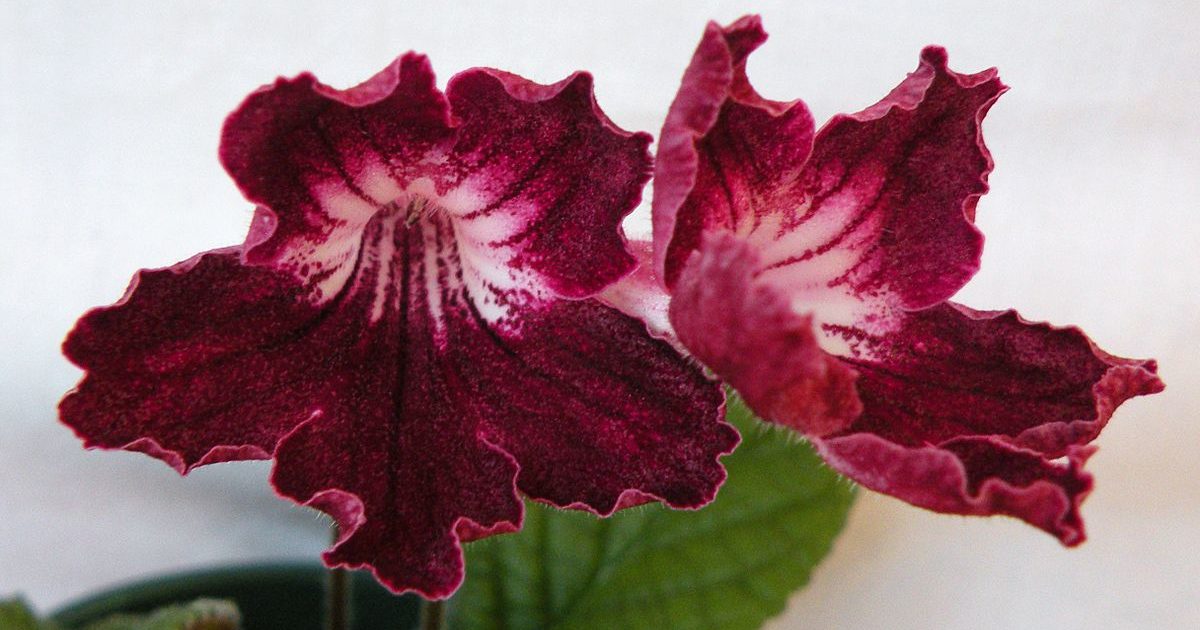 스트렙토카르푸스