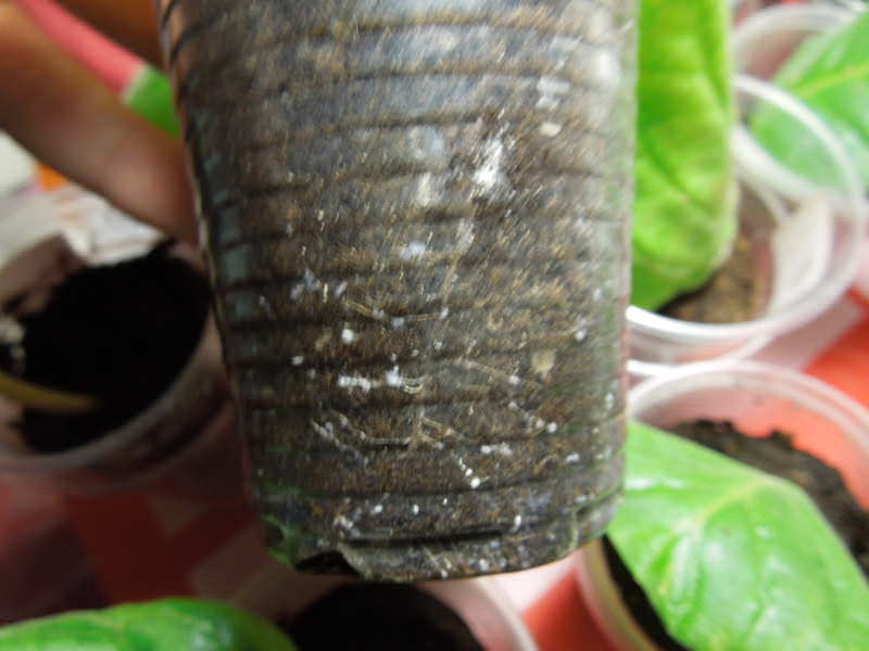 뿌리깍지벌레 피해