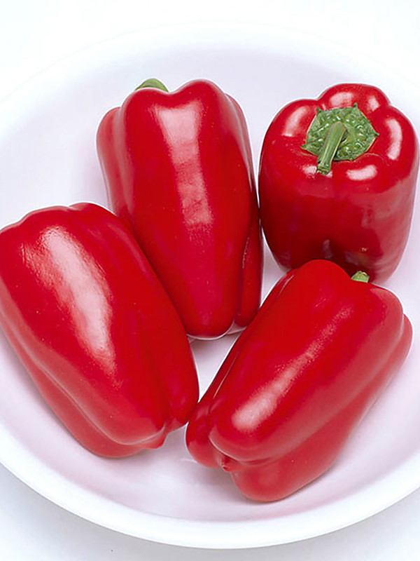 노보시비르스크