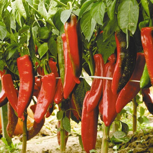 두 배의 풍요로움