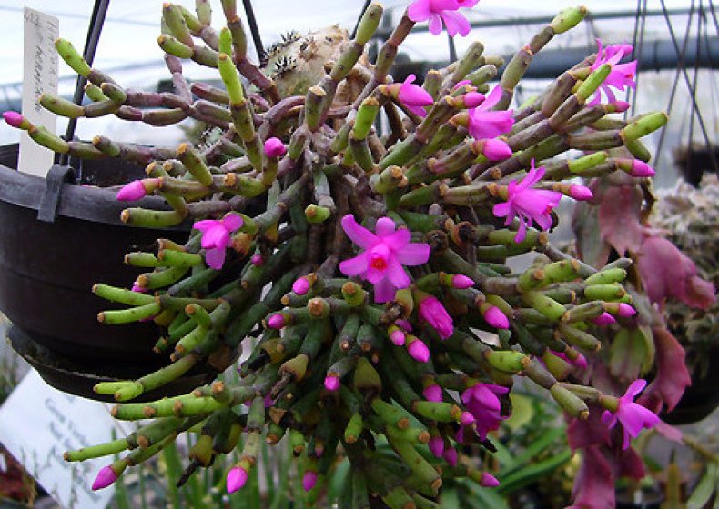 하티오라 그레서