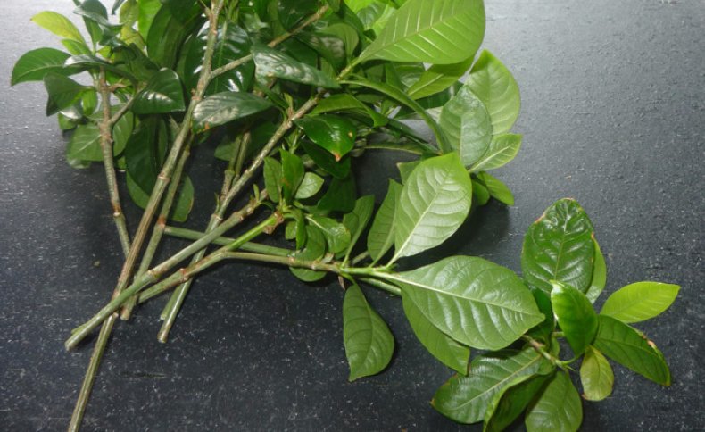 가데니아 꺾꽂이