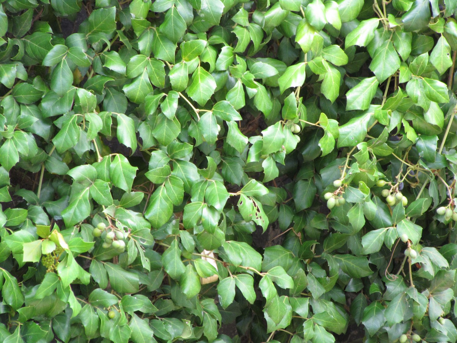 시서스 롬비폴리아