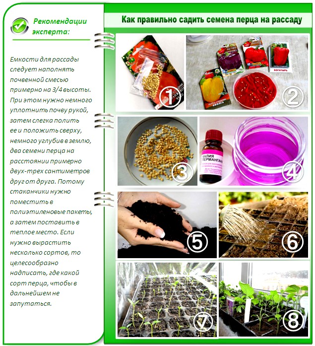 씨앗 심기 규칙