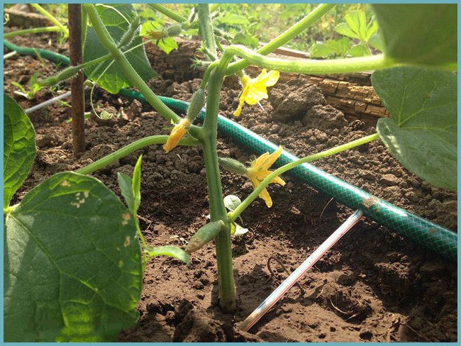 오이의 점적 관개