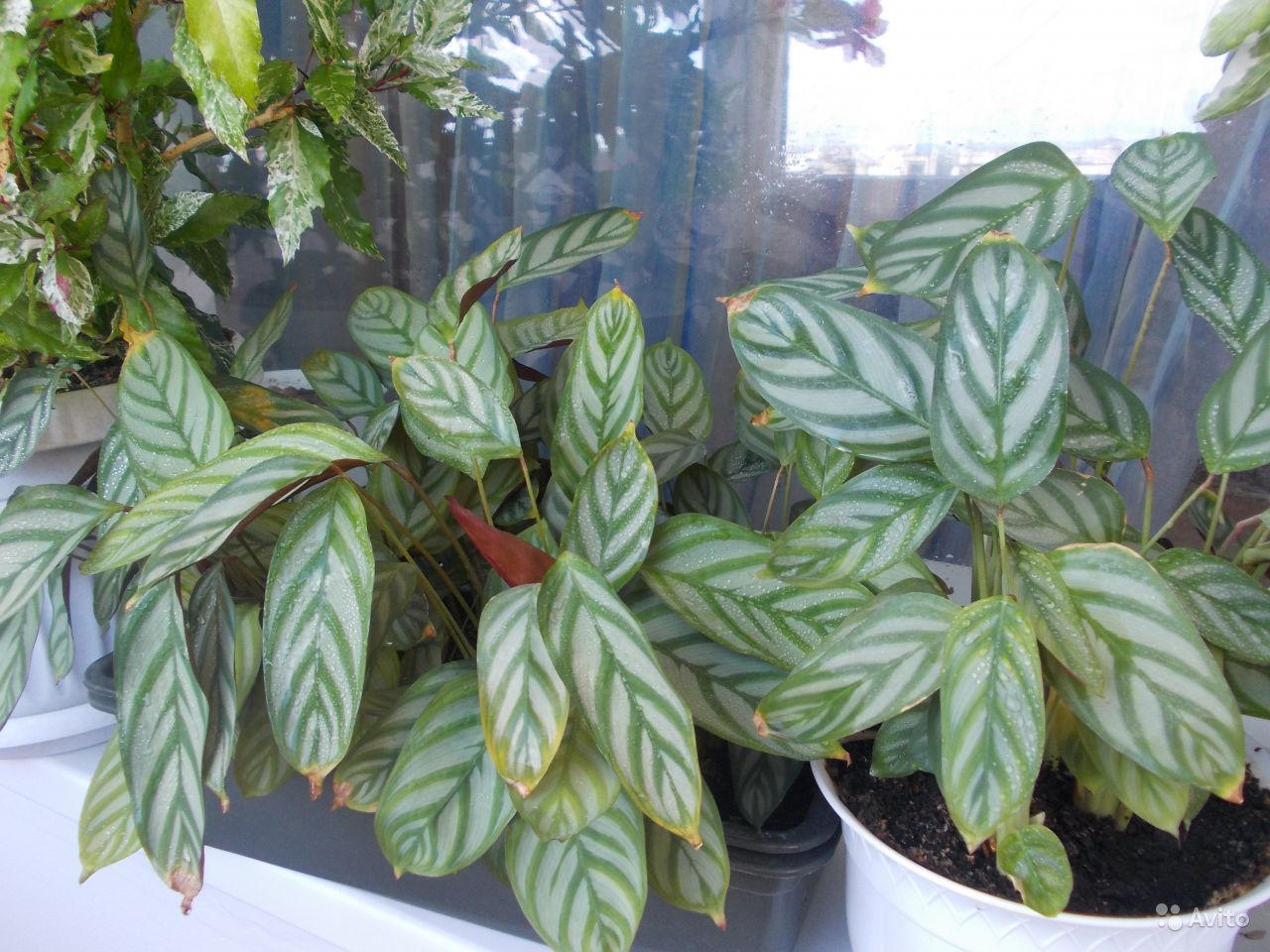 칼라테아 바케미