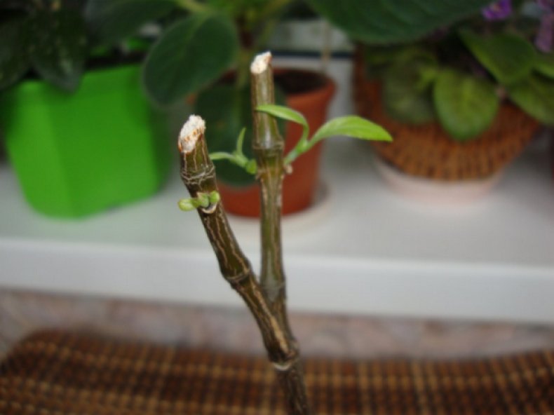 아펠란드라 가지치기