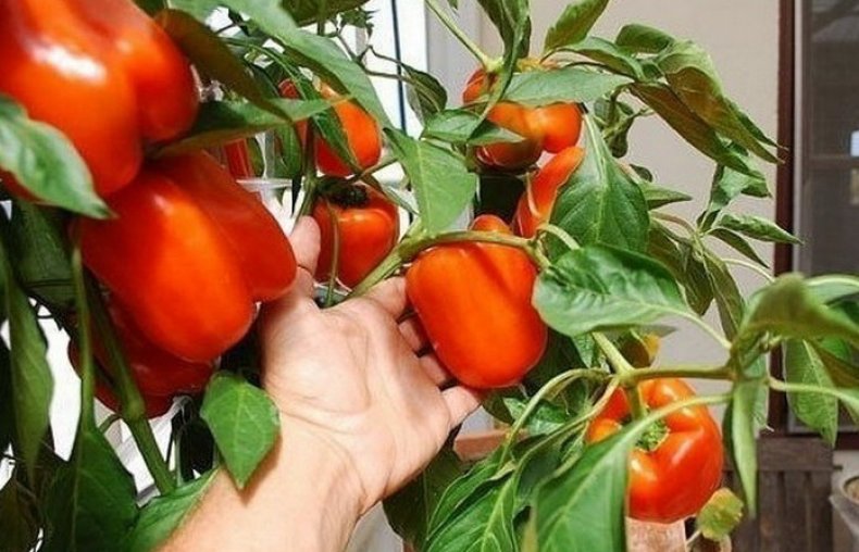 시베리아의 맏아들