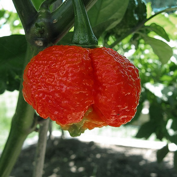 7 포트 브레인 스트레인 레드